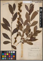 Foto von Salix cinerea L.